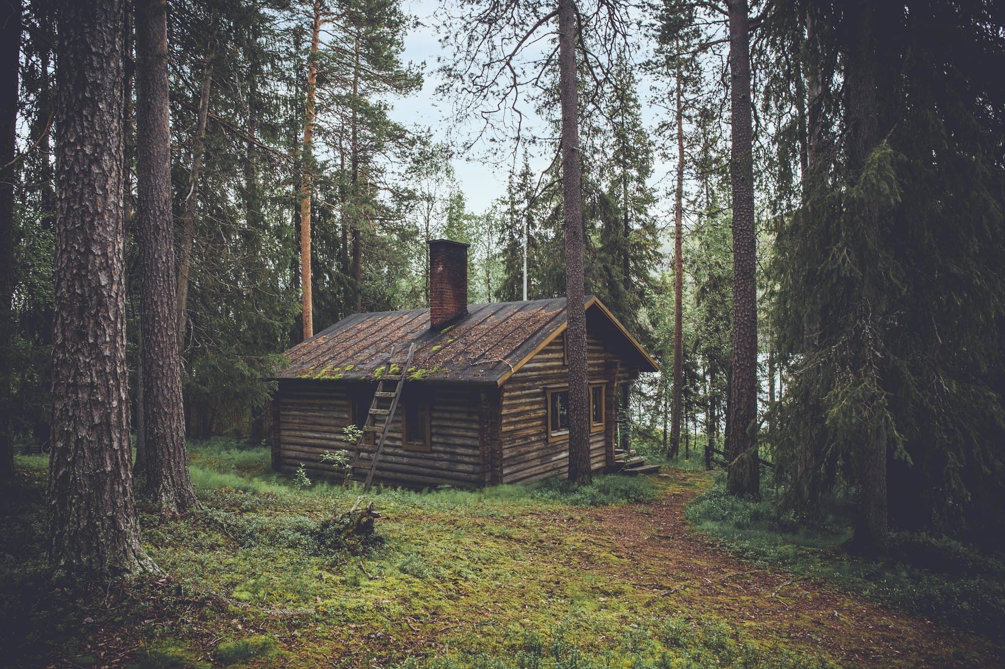 Forest Cabin: A small cabin among the pines