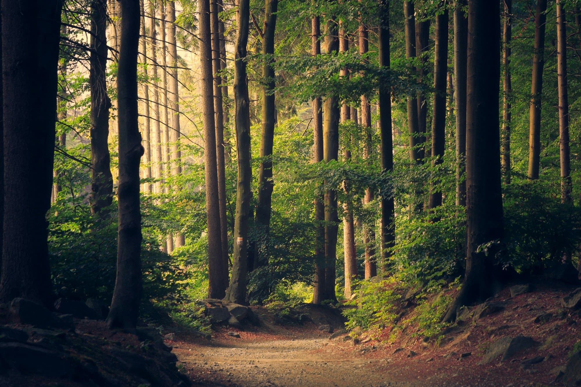 Peaceful Forest: Sunlight through tall pines