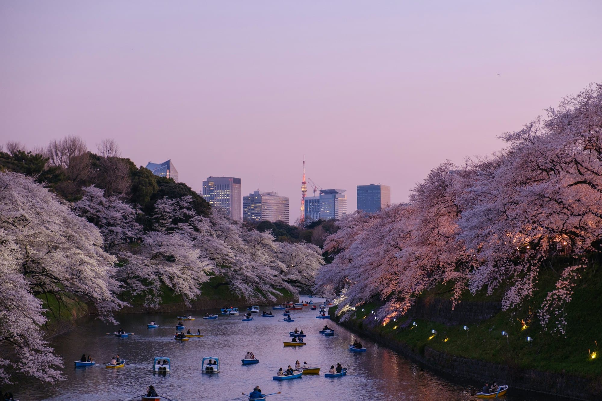 Japanese Garden: Cherry blossoms over still water